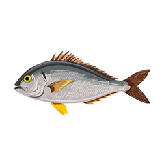 Obraz premium Illustration of an ocean fish in grey and white with yellow accents isolated against a black background vector drawing