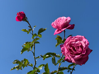 Roses pink beautiful flowers on blue sky.