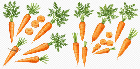A collection of watercolor illustrations of fresh carrots, both whole with green tops and sliced into pieces.