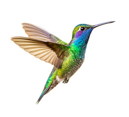 Obraz premium hummingbird in flight