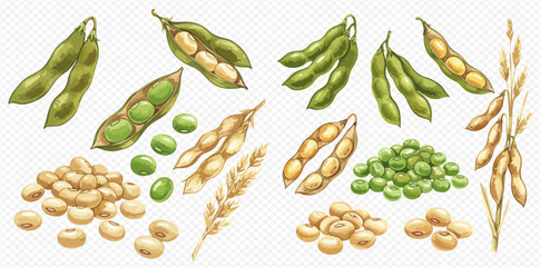 A collection of watercolor illustrations of soybeans, showing green edamame pods, dried soy beans, and plant stalks on a transparent background.