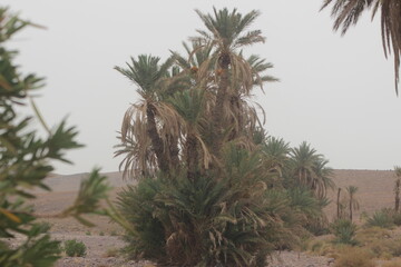 Palm Trees