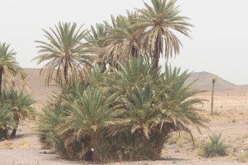 Palm Trees