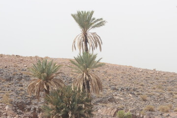 Palm Trees