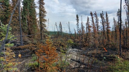 After the burnforest