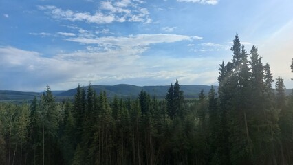 forest in the mountains