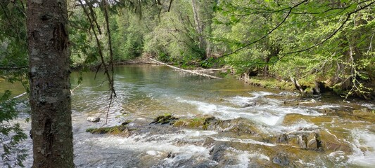river in the forest