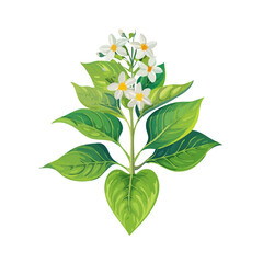 Elegant nightshade plant illustration with white flowers and green leaves on black backdrop. Botanical art for design projects.