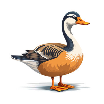 Standing Duck Bird Vector Illustration Waterfowl Wildlife Animal Isolated Black Background
