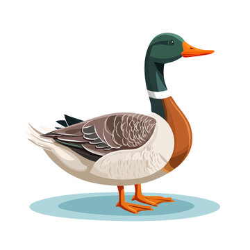 Mallard Duck Standing Vector Illustration Wildlife Aquatic Bird Waterfowl Colorful Teal Head Orange Beak Pond Lake River Isolated