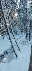 snow covered trees
