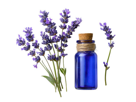 Purple lavender sprigs surround a small, blue glass bottle with a cork