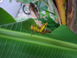 Close-up of a Large Yellow-green Grasshopper Resting Peacefully on a Vibrant Banana Leaf