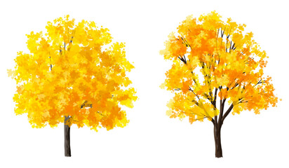 Vertor set of autumn tree,plants side view for landscape elevation and section,eco environment concept design,watercolor ginkgo tree illustration,colorfull
 season