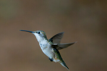 hummingbird in flight
