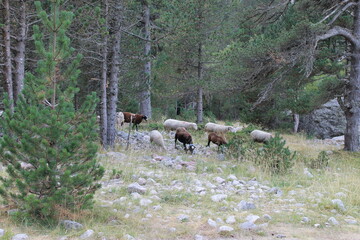 2025 - Lac de Gaube / Pont d´Espagne - Cauterets