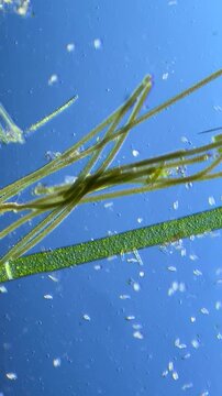 Oscillatoria and Cladophora under the Microscope at 100x Magnification