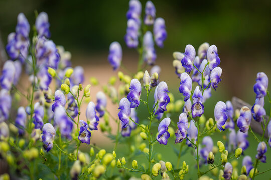 Purple and white Aconitum cammarum Bicolor flowers in the garden. Aconitum cammarum Bicolor also known as aconite, monkshood, wolfsbane in flower. 