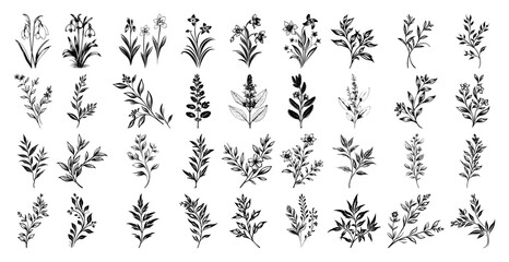 Collection of hand drawn botanical flowers and leaves illustration