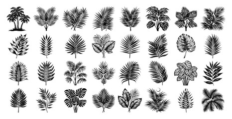 Vintage collection of hand drawn tropical palm leaves and jungle plants