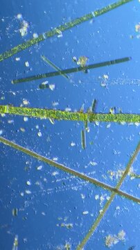 Oscillatoria and Cladophora under the Microscope at 100x Magnification