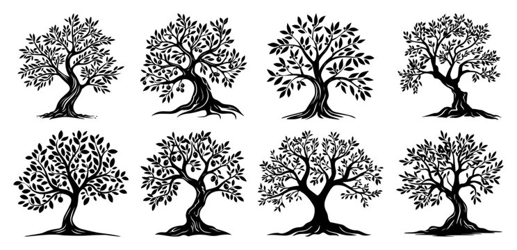 Collection of majestic old olive tree vector illustrations for logo design