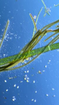 Oscillatoria and Cladophora under the Microscope at 100x Magnification