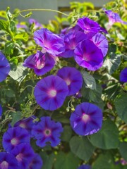 Fototapeta premium Dawn in the garden