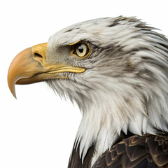 Obraz premium Majestic bald eagle profile showcases keen eyesight and powerful beak, symbolizing freedom and strength. 