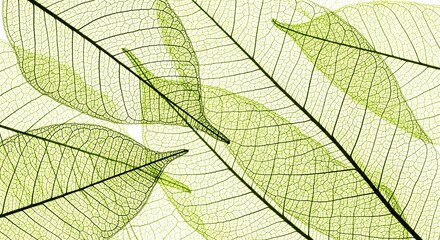 Obraz premium Macro detail of translucent green skeleton leaves showing delicate vein structures. A beautiful abstract nature background.