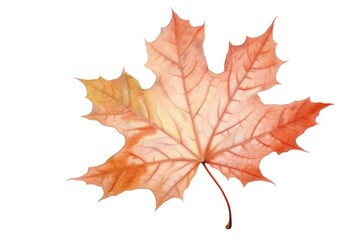 Obraz premium Maple leaf maple plant tree.