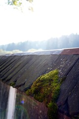 moss on the roof. Green moss began to grow on the edge of the wooden roof 