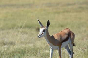 Junger Springbock (antidorcas marsupialis) im Etoscha Nationalpark in Namibia