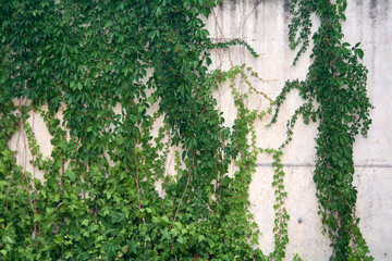 Nature and urban architecture blend.