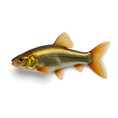 Fototapeta premium Guppy fish swimming gracefully in clear water, aquatic beauty