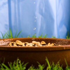 Water droplets fall on beans in a bowl