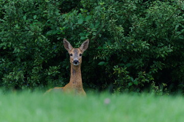 Roe deer (Capreolus capreolus) female in greenery, Czech Republic.