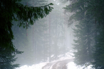 Naklejka premium Misty Forest Path in Winter