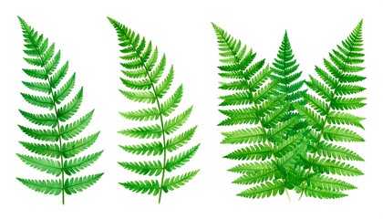 Naklejka premium Watercolor fern illustrations