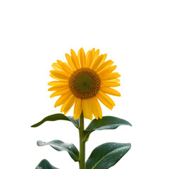 Obraz premium Bright yellow sunflower bloom with green leaves isolated royalty free stock photos premium quality transparent background