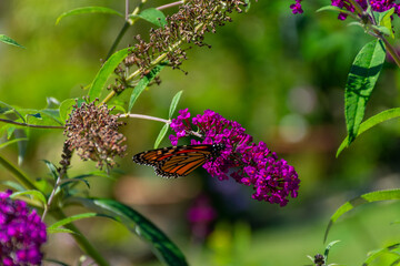butterfly on a flower