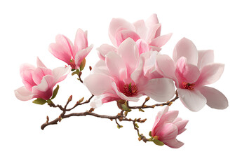 Obraz premium a pink magnolia flower, in the style of clip art, on a transparent background, a png file with a white border around the subject, 
