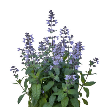 Delicate purple catmint flowers bloom lush green foliage royalty free stock photos premium quality transparent background
