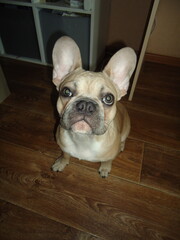 french bulldog puppy