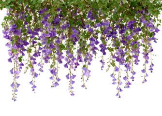 beautiful hanging bush with purple flowers and green leaves, on a transparent background.