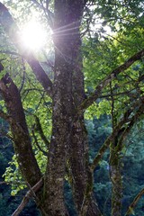 rays in the forest. bright rays of the sun break through the trees
