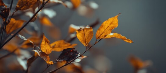 Fototapeta premium Close-up view of autumnal leaves, showcasing their rich golden hues against a soft, muted backdrop.