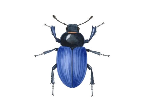 Watercolor illustration of a blue beetle (1)