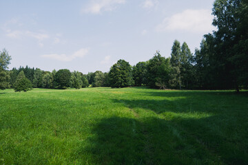 Montain forest in the summer