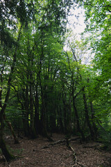 Montain forest in the summer